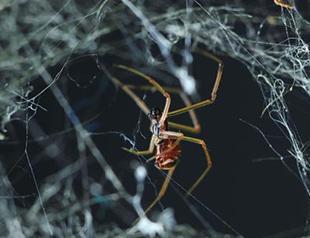 Male widow spiders evade cannibalism by mating with immature females
