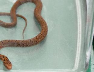 Python wrapped around armrest halts Japanese bullet train