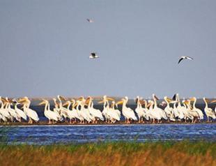 Seyfe Bird Paradise dries up