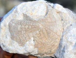 Starfish fossil found on mountain in Turkeys south