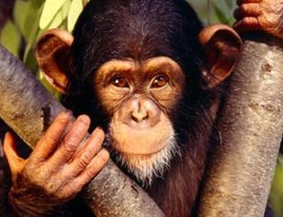 Escaped pet monkey attacks six-year-old boy in Istanbul park