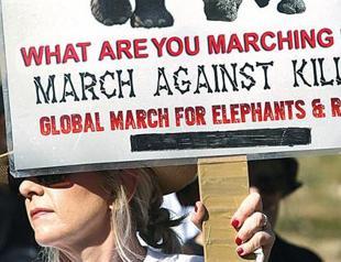 African elephants ‘suffer worst decline