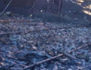 Huge fire burns Kocaeli poultry farm, killing 21,000 chickens