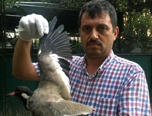 Rare bird found shot in Turkey’s south