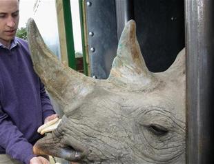 UK group says 2 endangered rhinos have given birth
