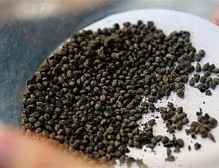 Ancient grape seeds found in İzmir