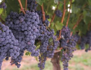The disappearance of the Turkish grape