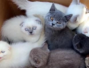 10 kittens illegally smuggled from Bulgaria to be auctioned in Turkeys Edirne