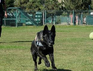 Police sniffer dogs suffer from disorders after coup trauma