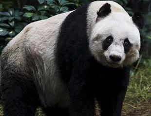 Hong Kong mourns worlds oldest captive giant panda