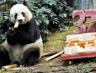 World’s oldest giant panda in captivity dies