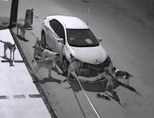 Stray dogs destroy car in Turkey’s Sakarya
