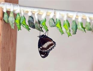 Butterfly park struggles to find butterflies in Turkey’s Antalya