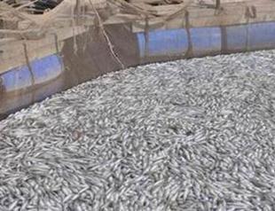 1.5 million trout allegedly killed due to waste in Turkey’s west