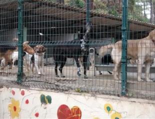 For the love of dogs