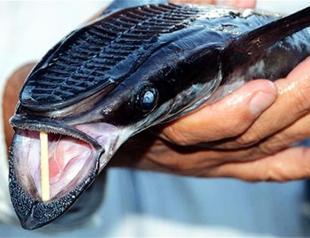 Rare ‘sharksucker fish’ caught off Turkey’s Muğla