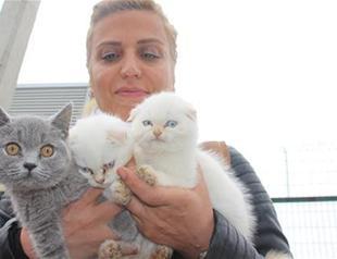 Animal activists buy kittens seized at Bulgarian border in auction