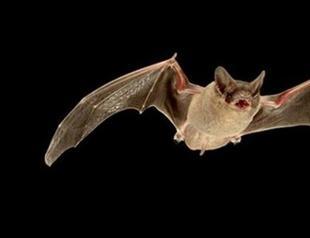 Store to take measures after bat incident in Istanbul