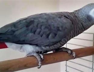 Parrot trapped in shuttered news agency in Turkey