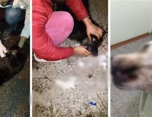 Municipality denies poisoning stray dogs after social media furore