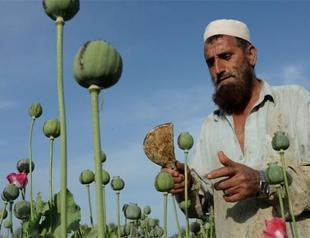 Afghan opium cultivation jumps 10% in 2016, UN says