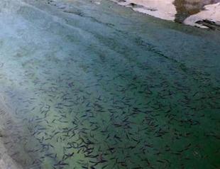 Turkey exports fish to 15 countries from landlocked Kahramanmaraş province