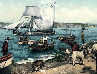 Exhibition sheds light on street dogs of Istanbul