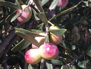 How can Turkey increase olive oil exports