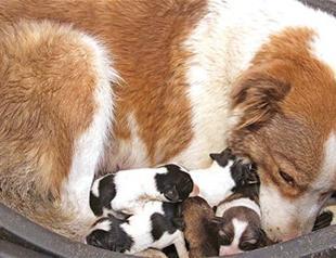 Tunnel pups taken under protection in Turkeys Kocaeli