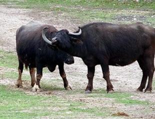 Turkey’s water buffalo population sees sharp drop
