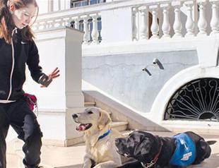 Turkey’s first professional guide dog hits the streets