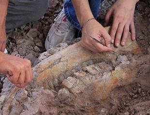 Fossils show Anatolian city was once like Africa