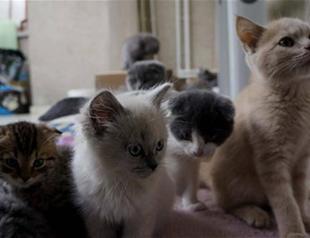 No buyers found for kittens, puppies stuck in customs in Turkeys Edirne