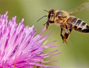 Health Canada proposes ban on pesticide linked to bee deaths