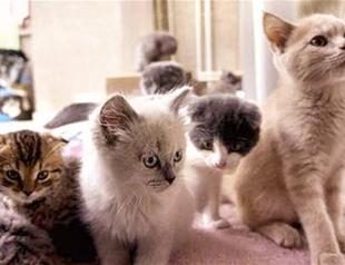 HAYTAP wins tender for kittens, puppies smuggled into Turkey