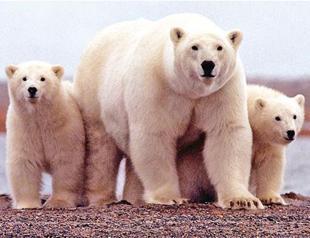 Polar bear numbers to plunge a third as sea ice melts, study shows