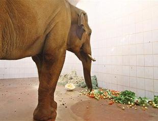 Gaziantep Zoo prepares special winter menu for animals