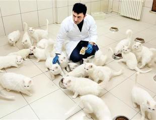 A life dedicated to Van cats