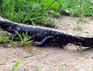 New reptile subspecies discovered in Tunceli