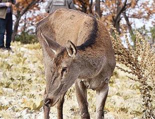 Officials crack down on illegal hunters