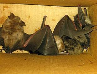 Man fined for illegally selling bats in Turkeys Muğla