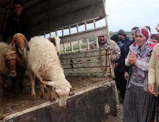 57 sheep found in minibus suspected of carrying bombs in Turkey’s south