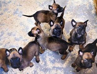 Bosnian ‘minehunter’ dogs saving lives across the world