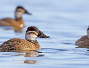 Endangered ducks making comeback in Ankara