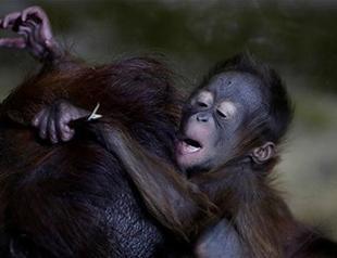 Baby orangutan entertains visitors to Czech zoo