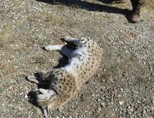 Another lynx shot dead in Turkey’s Erzincan
