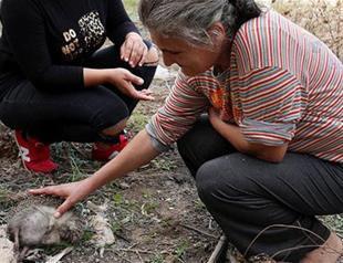 Animals found dead of suspected poisoning in Antalya