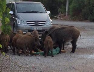 Police officer chases wild boar herd in Turkey’s south