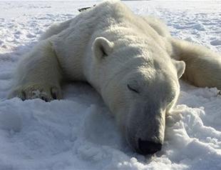 As Norways Arctic draws visitors, more polar bears get shot