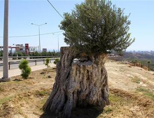 Olives harvested from 800-year-old tree cut down in Turkey’s south